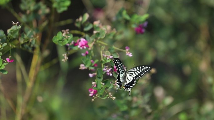 h蝴蝶飞舞在花丛中