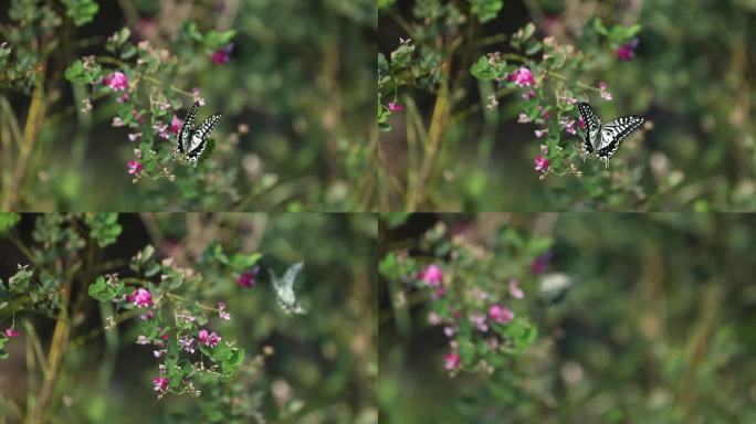 h蝴蝶飞舞在花丛中