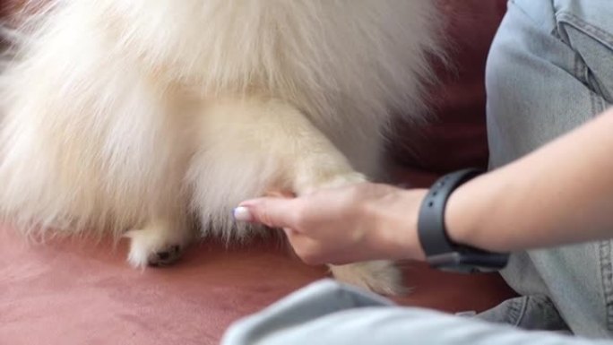 无法辨认的女主人的特写镜头，教漂亮的白色小斯皮茨宠物狗命令给爪子。