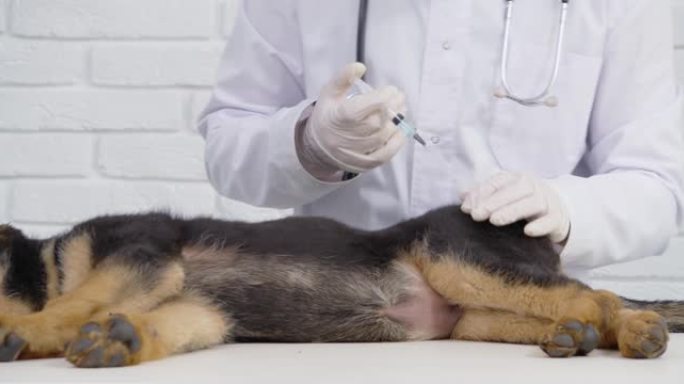 合格的医生为德国牧羊犬提供疫苗