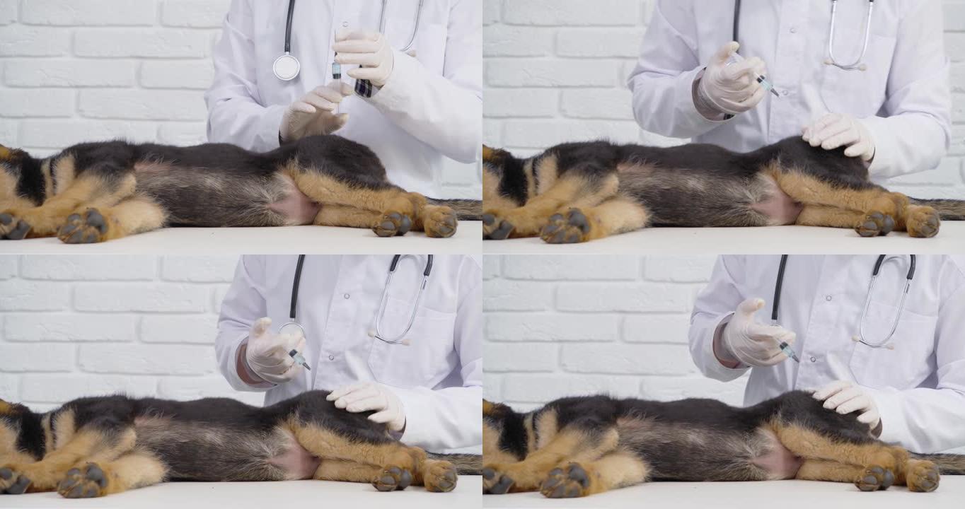 合格的医生为德国牧羊犬提供疫苗