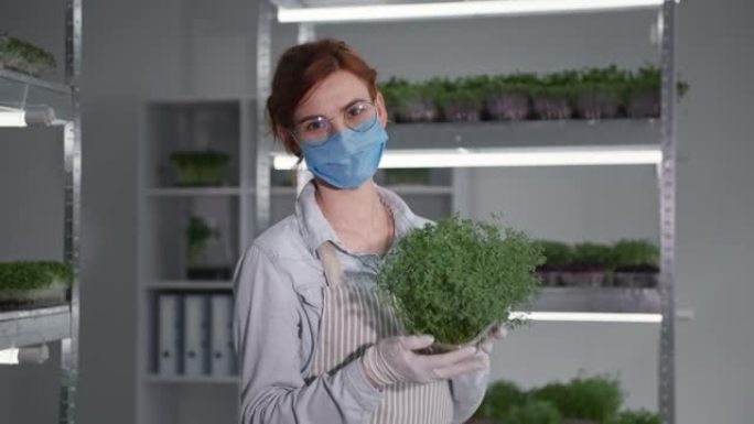 有机企业，穿着医用口罩和手套的女性农民，容器中带有成熟的微绿色，微笑着看着架子的相机背景