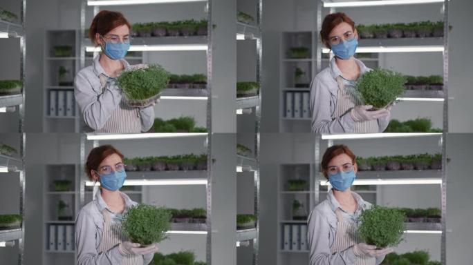有机企业，穿着医用口罩和手套的女性农民，容器中带有成熟的微绿色，微笑着看着架子的相机背景