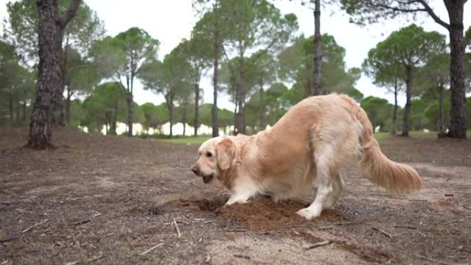 金毛猎犬狗在森林里挖沙。
