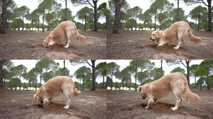 金毛猎犬狗在森林里挖沙。