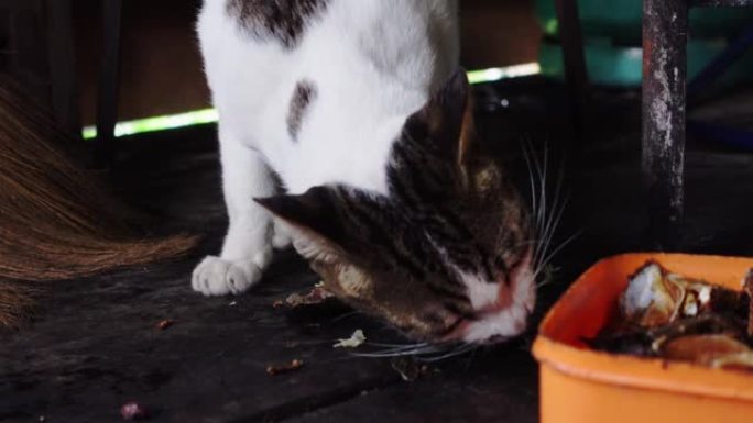 猫在木屋里吃鱼刺