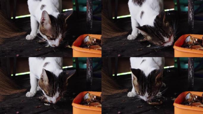 猫在木屋里吃鱼刺