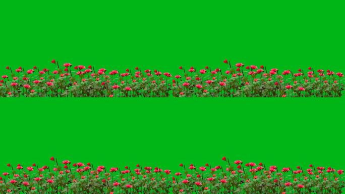 玫瑰园运动图形与绿屏背景