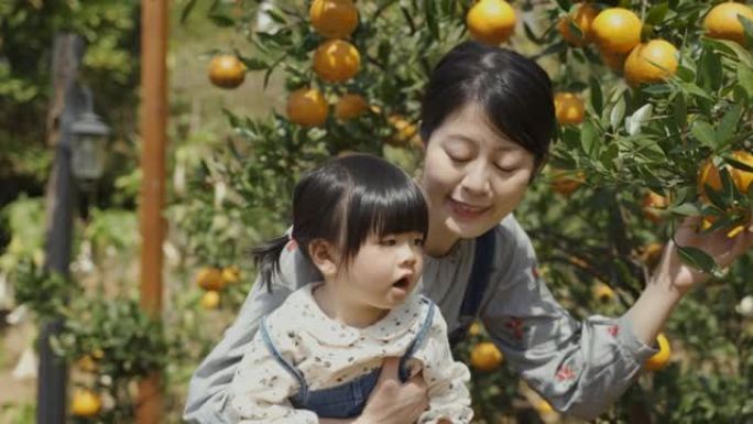 可爱的亚洲小女孩指着远方的母亲，她的母亲在阳光明媚的日子里看着果园里树上的新鲜水果