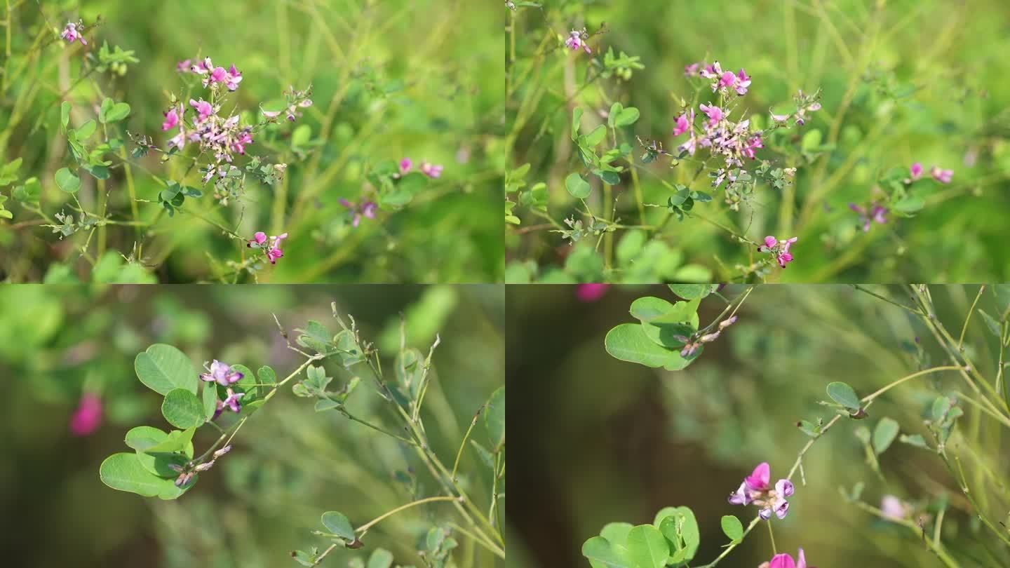 h一组林间粉色花朵01