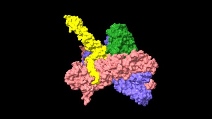 热休克蛋白90二聚体 (粉红色-蓝色)-HSP90共伴侣Cdc37 (黄色)-细胞周期蛋白依赖性激酶