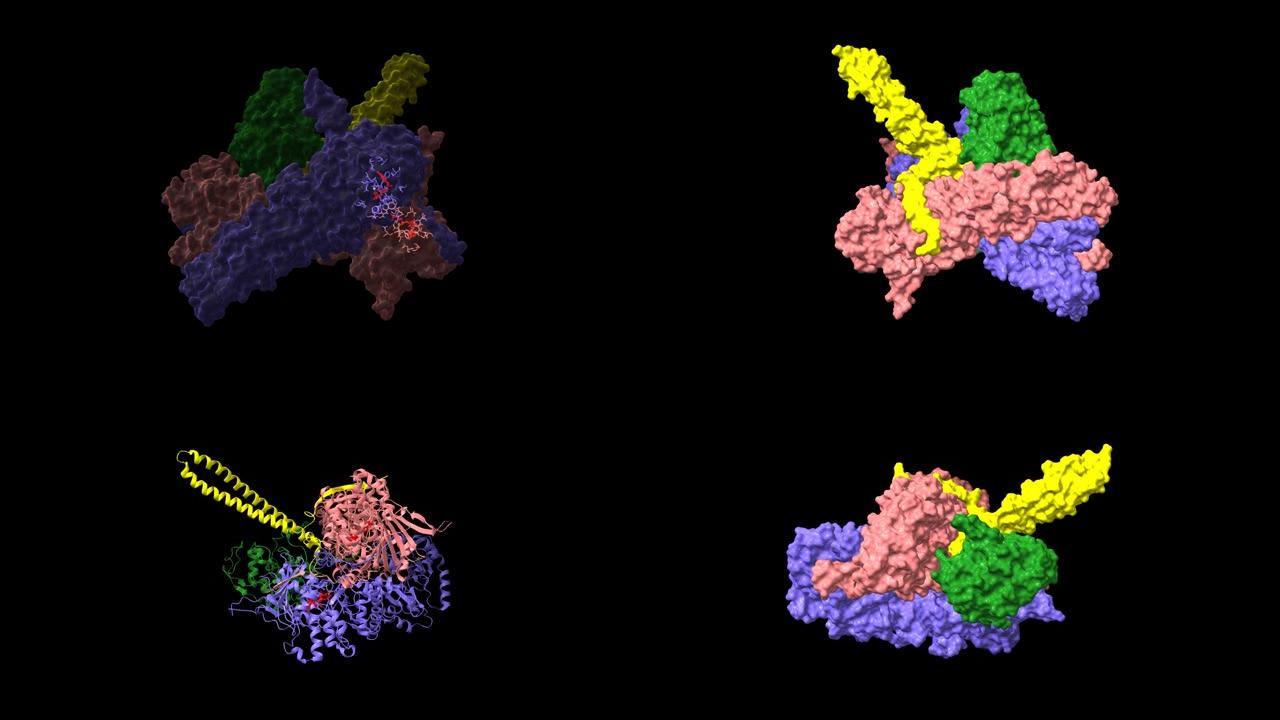 热休克蛋白90二聚体 (粉红色-蓝色)-HSP90共伴侣Cdc37 (黄色)-细胞周期蛋白依赖性激酶