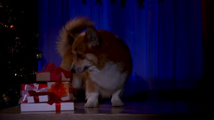 晚上，一只威尔士柯基犬潜入装饰新年的黑暗房间。宠物带着圣诞礼物跳到桌子上，抓住其中一个，但灯亮了。慢