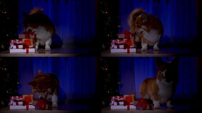 晚上，一只威尔士柯基犬潜入装饰新年的黑暗房间。宠物带着圣诞礼物跳到桌子上，抓住其中一个，但灯亮了。慢