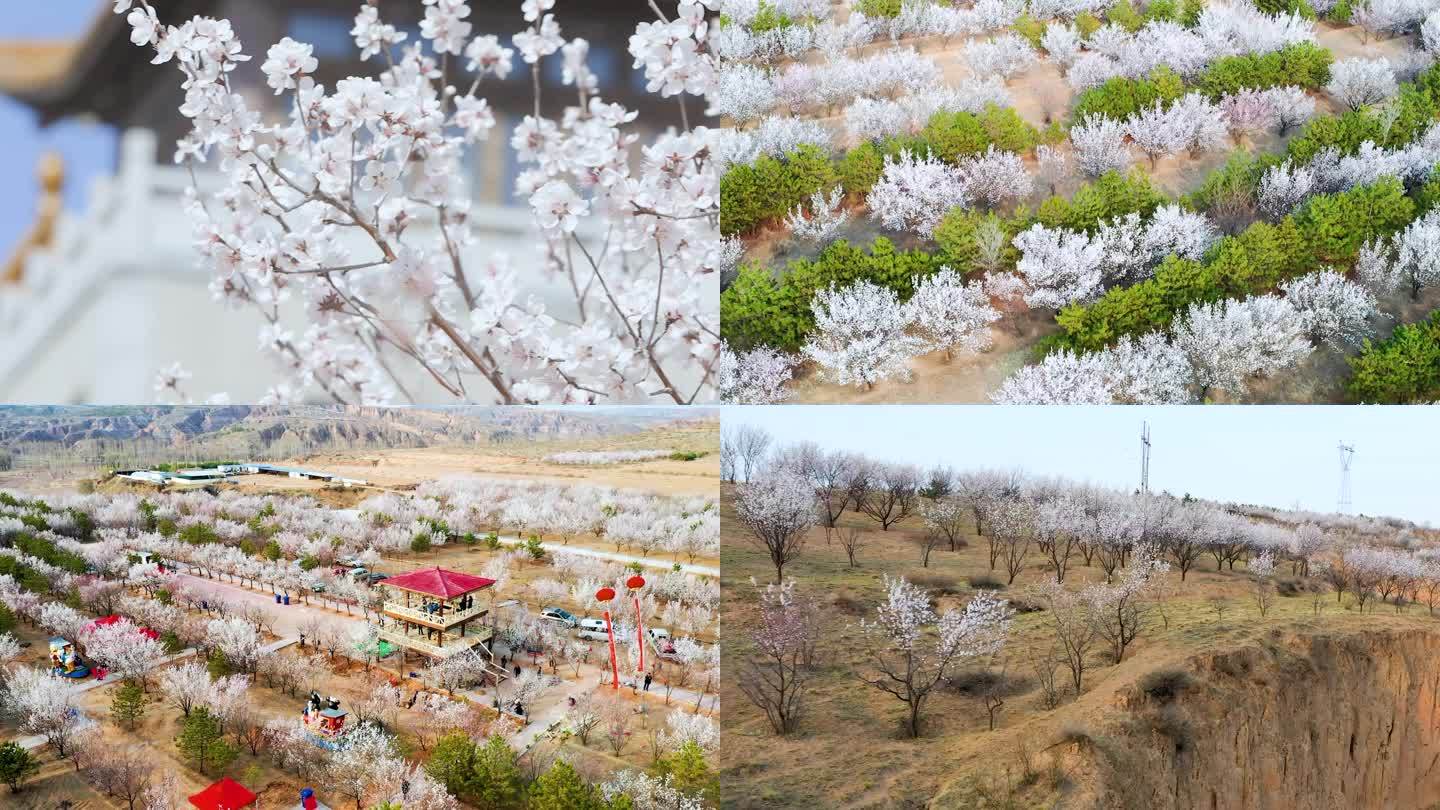 杏花节 杏花 桃花 古风  千亭山