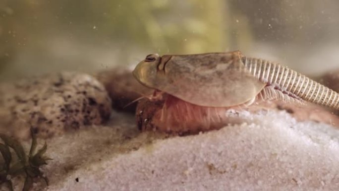 三龙或蝌蚪虾，活化石。世界上最古老的活标本。