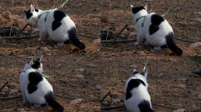 宠物猫在户外散步时穿着皮带和安全带散步。女人带着蓬松的猫在绿色草坪上的森林里走。可爱的小猫和主人在公