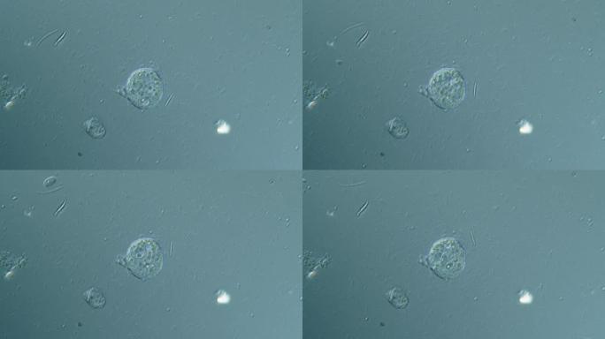 进化动物细胞的显微镜检查