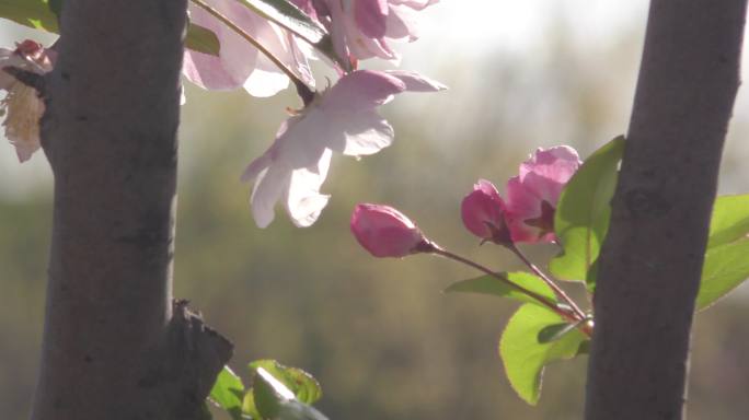 春天海棠红色粉色花朵赏花看花桃花桃李芬芳