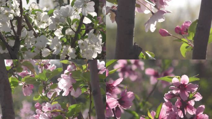 春天海棠红色粉色花朵赏花看花桃花桃李芬芳