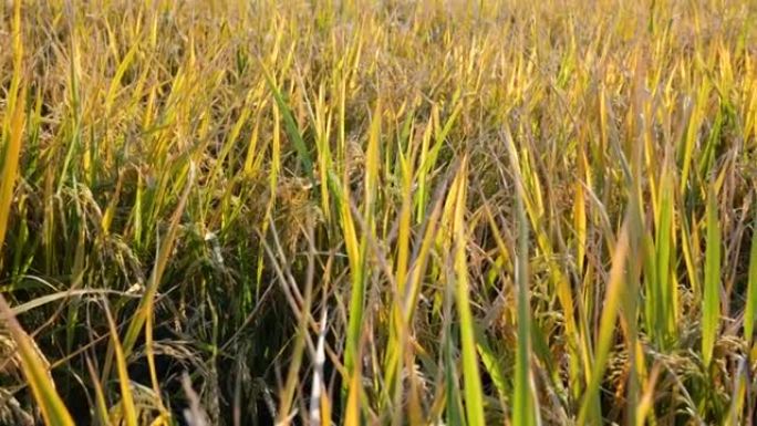 水稻的淘气三农村农业乡村振兴农田种植