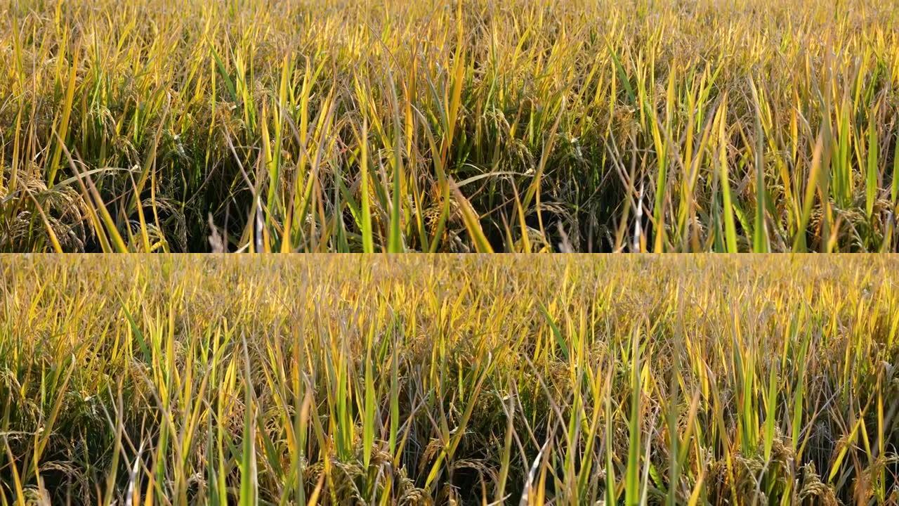 水稻的淘气三农村农业乡村振兴农田种植