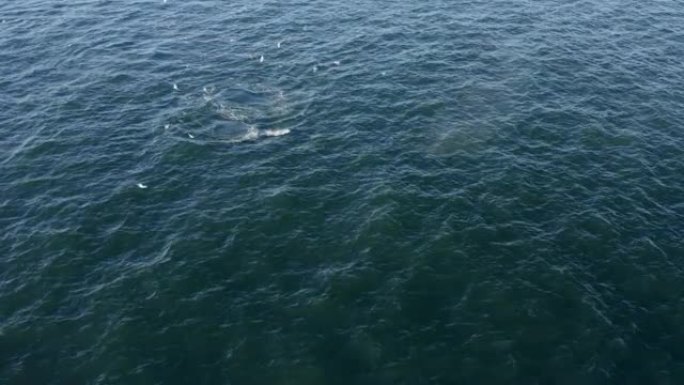 太平洋上的两条鲸鱼。
