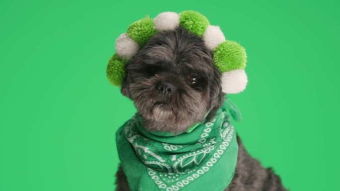 可爱的梅蒂斯狗戴着绿色蓬松的耳机和头巾在绿色工作室背景