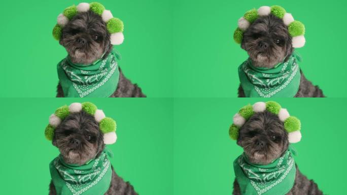 可爱的梅蒂斯狗戴着绿色蓬松的耳机和头巾在绿色工作室背景