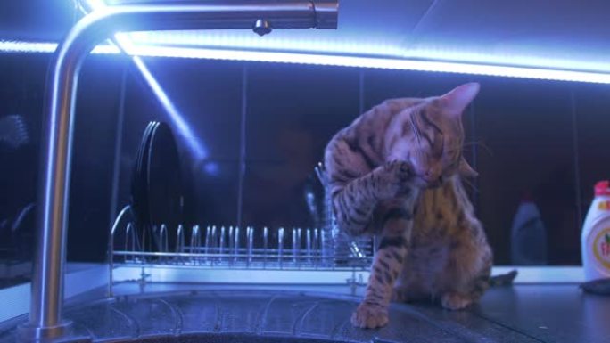 年轻的范妮孟加拉猫正在玩水。厨房里的雄猫。水从水龙头滴落。猫喝水，试图抓住她的爪子
