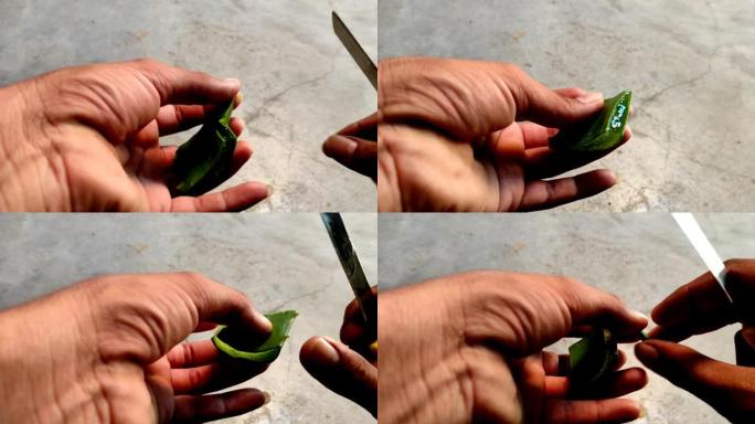 用手中的刀切开芦荟植物并提取汁液