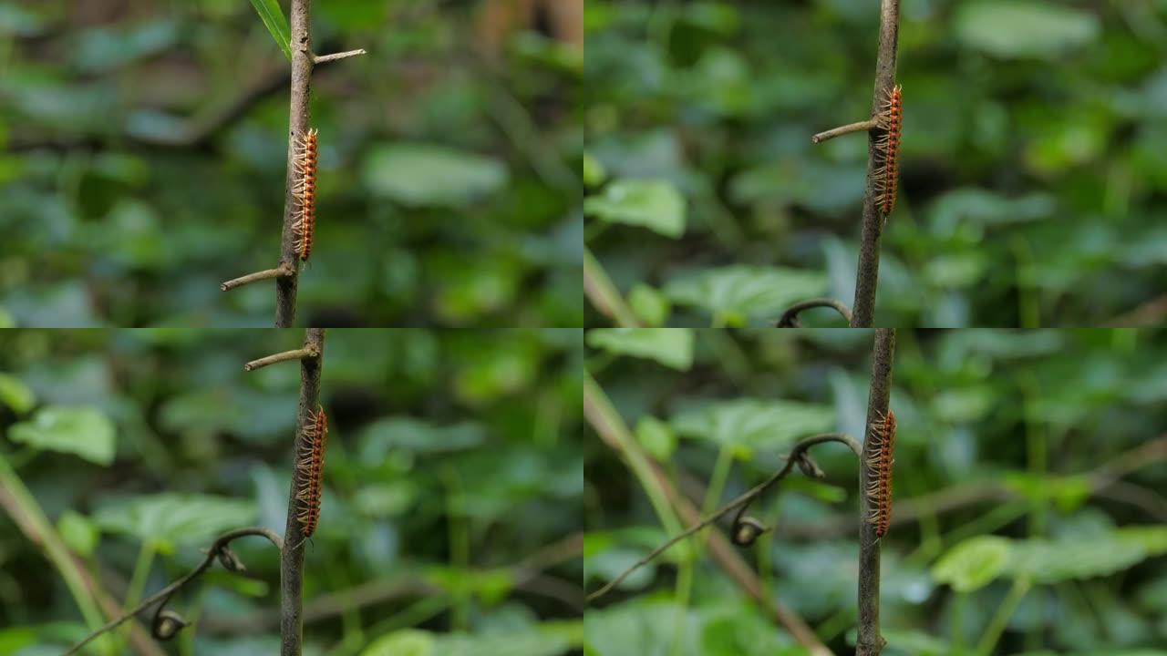 在热带雨林中行走的千足虫。
