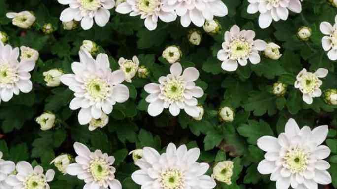 从芽到盛开的白菊花的4k延时镜头，许多微小的白花一起盛开，特写b卷镜头俯视图。