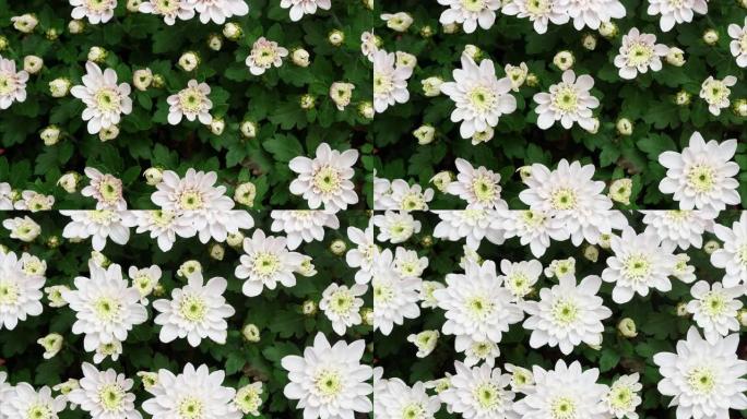 从芽到盛开的白菊花的4k延时镜头，许多微小的白花一起盛开，特写b卷镜头俯视图。