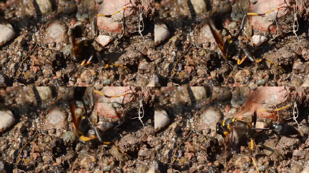 黄蜂收集泥浆筑巢