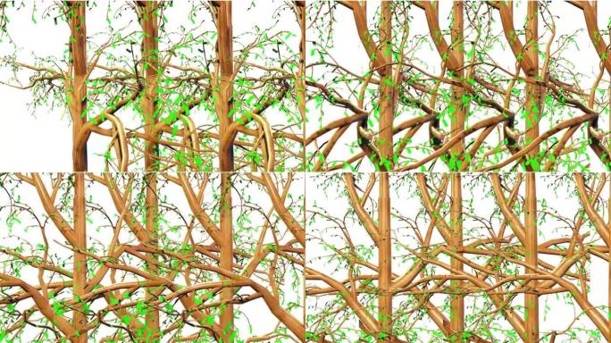 紫杉树植物学3D渲染
