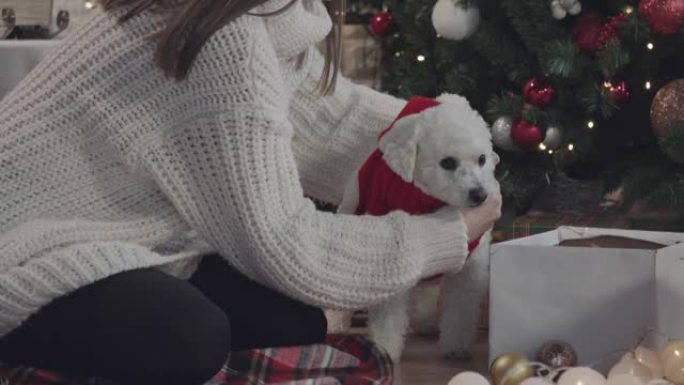 年轻女子穿着可爱的小圣诞老人服装给她的狗穿衣服