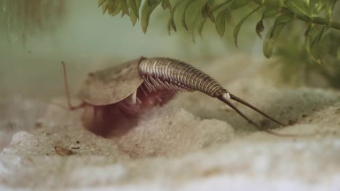 三龙或蝌蚪虾，活化石。世界上最古老的活标本。