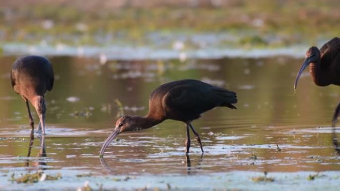 光滑的Ibis Plegadis falcinellus在湖底寻找食物