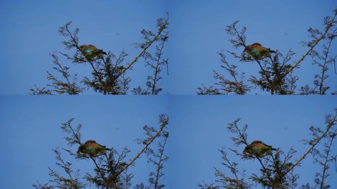 可拉西亚斯 (Coracias benghalensis) 或印度旱鸟坐在金思树的树枝上。绿树上的五