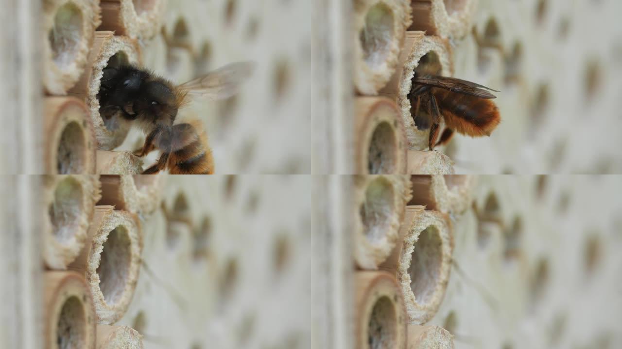 蜜蜂在洞中着陆并爬进