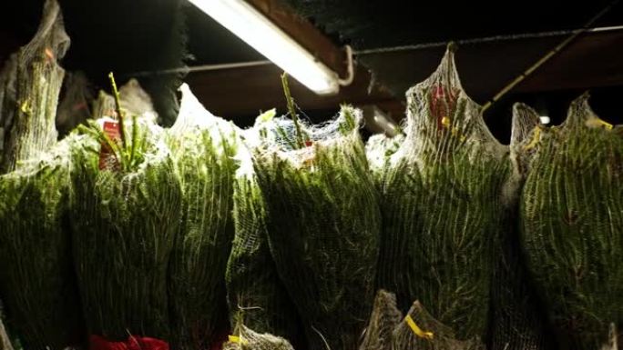 尼龙网包装的松树圣诞树准备在户外假日市场上销售和购买