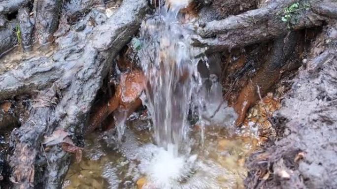 淡水溪流像岩石和树根一样迅速层叠瀑布。埃塞克斯古诺里西伍德