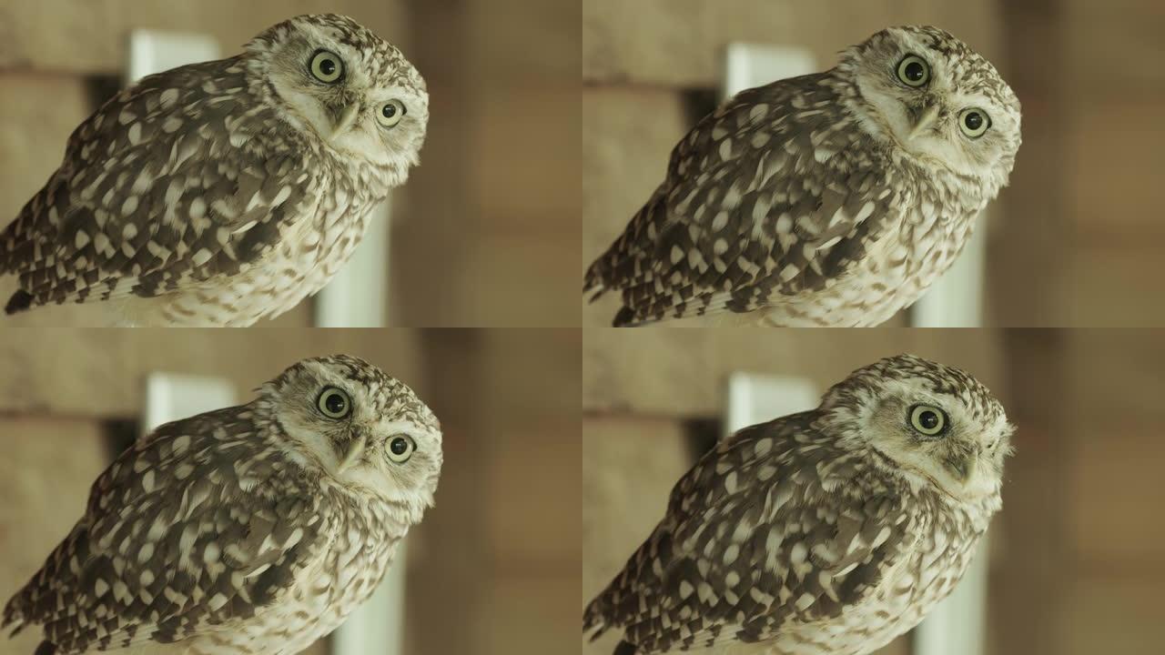 一只穴居猫头鹰的迷人特写镜头紧盯着镜头