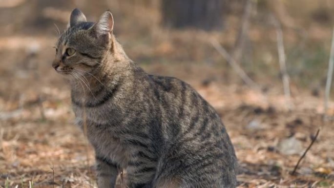 英国种猫叫声，猫叫声，自然地板上的猫叫声，自然猫叫声