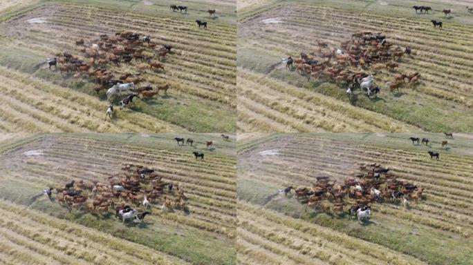 在泰国北碧府地区，以旅行度假的概念吃绿色的大米和草田的牛。农业农场的动物。