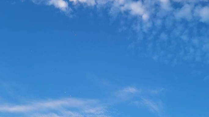 在湛蓝的天空中飞翔的海鸥
