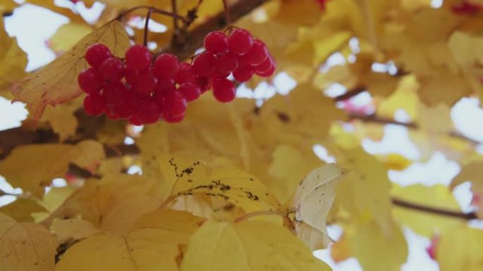 树上的秋天罗文视频素材林海植物森林入秋