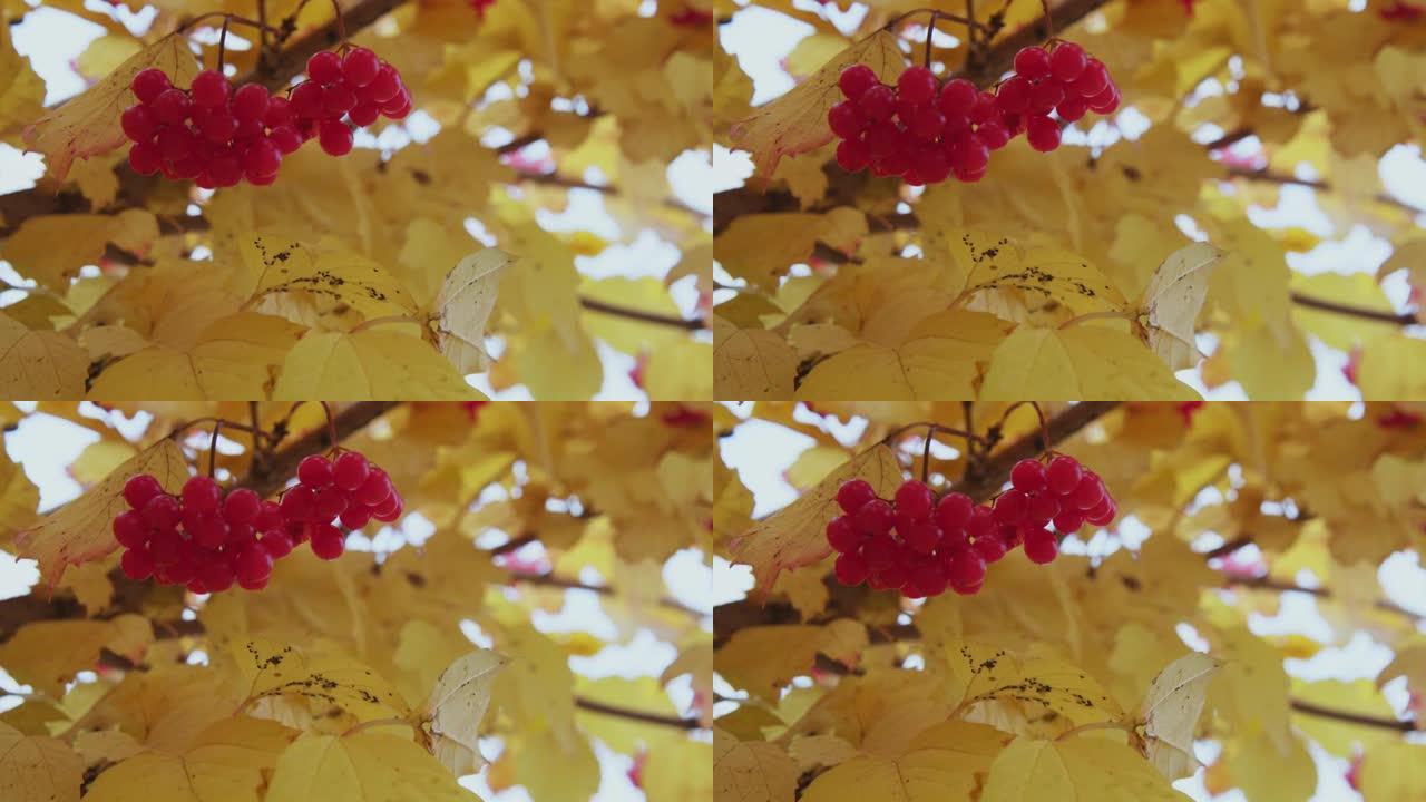 树上的秋天罗文视频素材林海植物森林入秋
