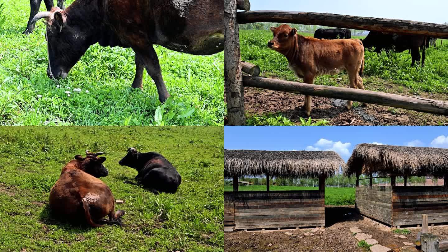牧场奶牛和黄牛